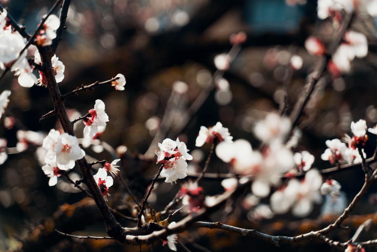Il Giardino Di Gabri Frühstückspension Rom